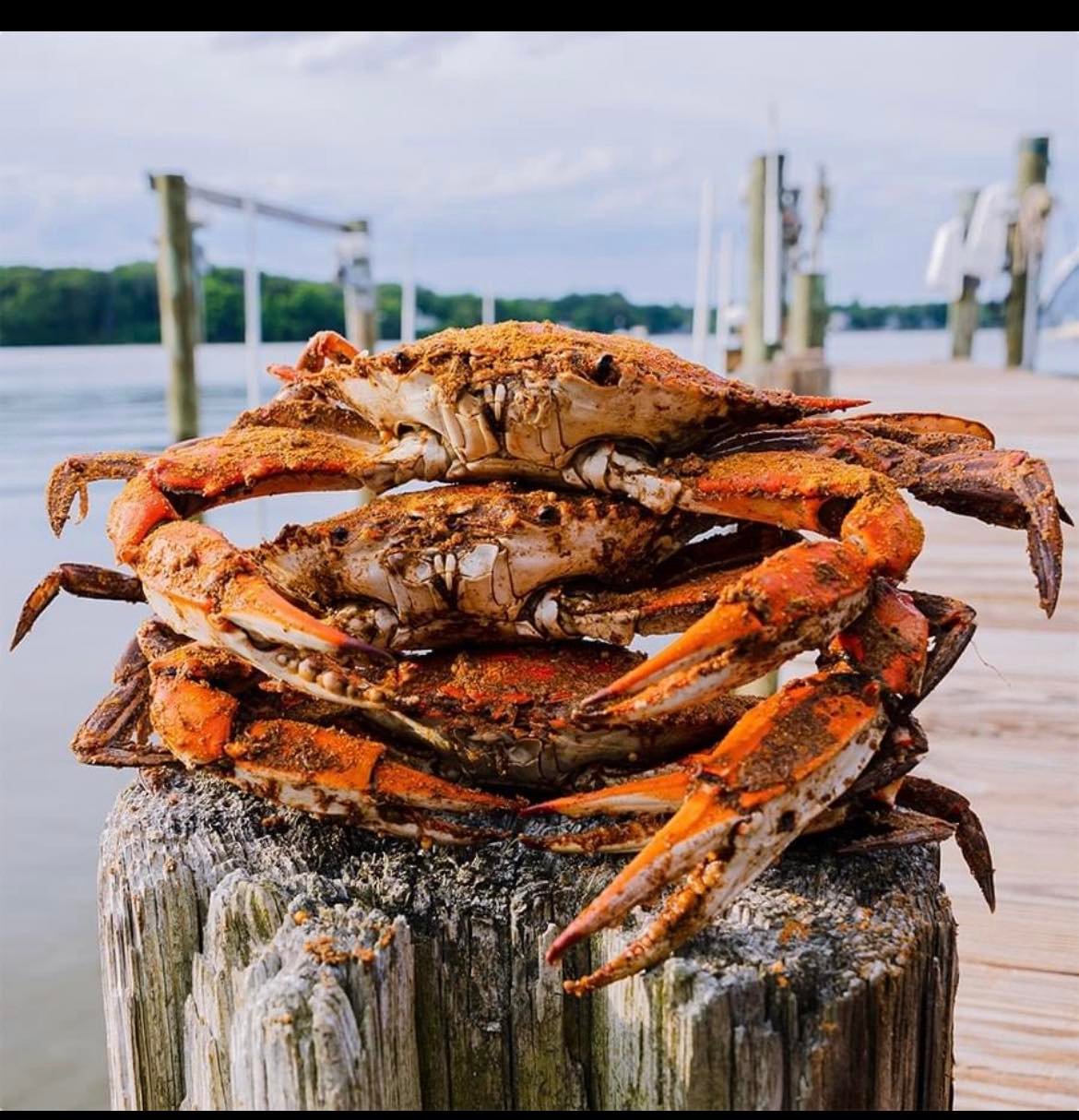 Maryland Crabs
