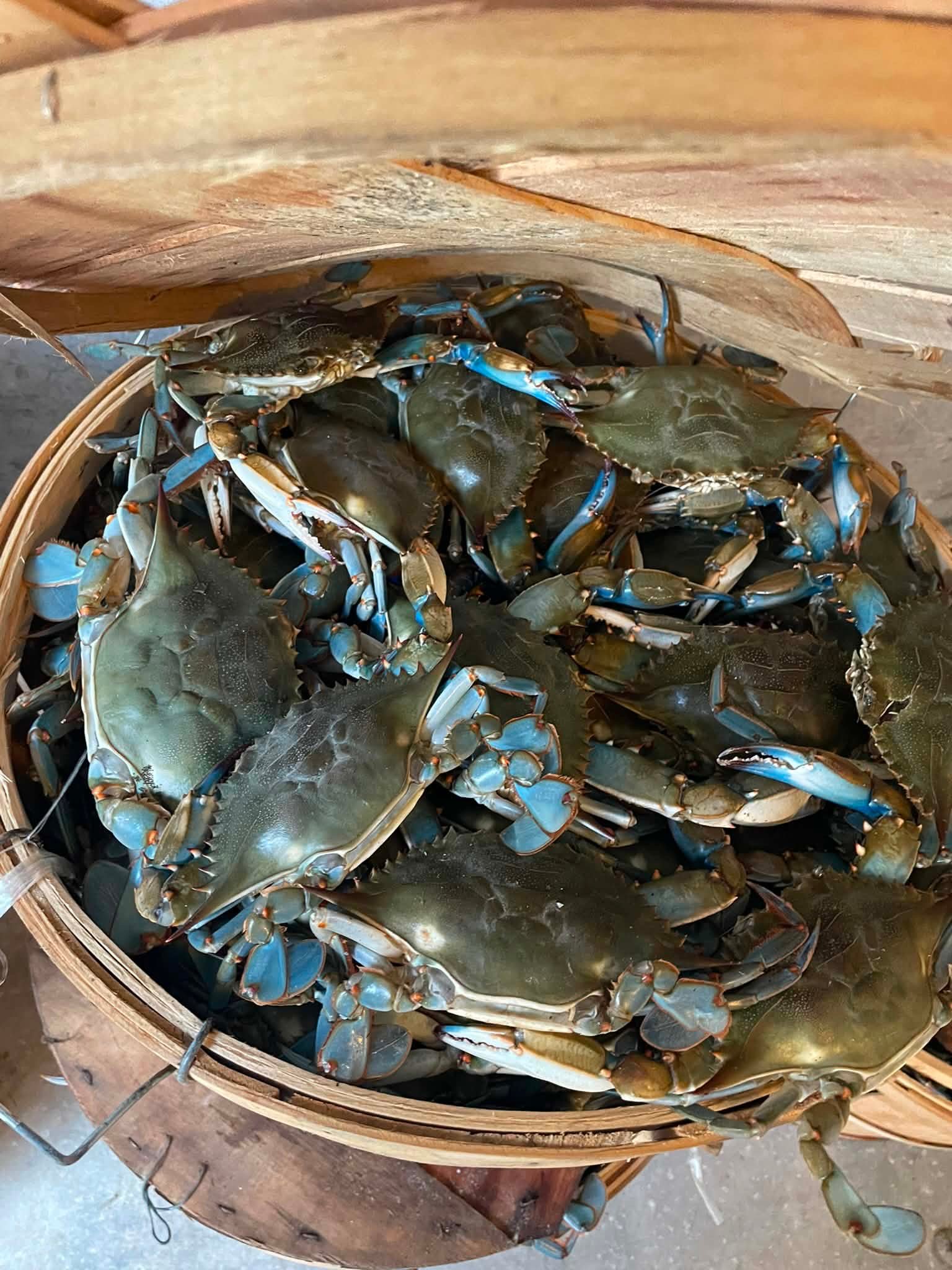 Maryland Crabs