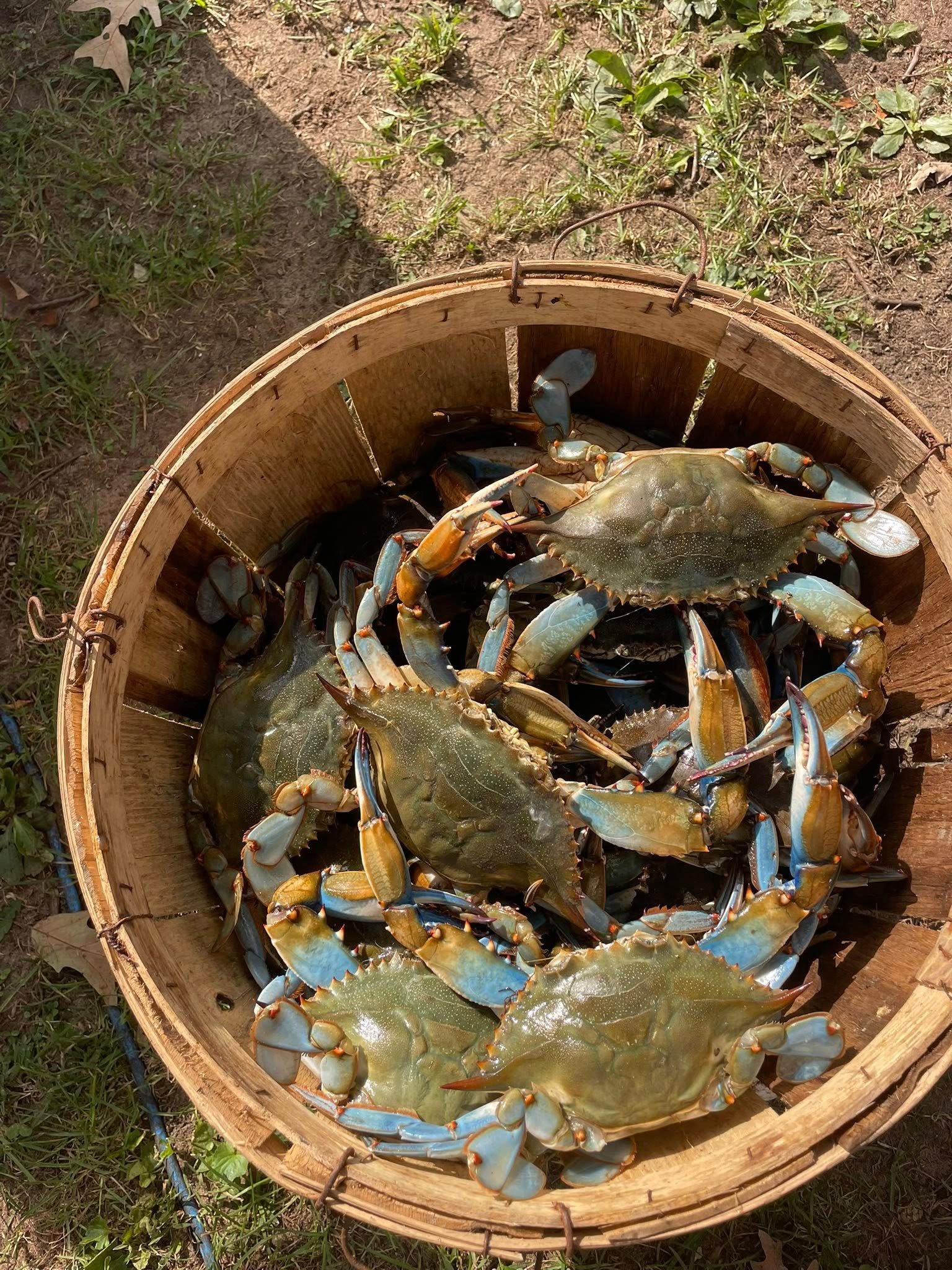 Maryland Crabs