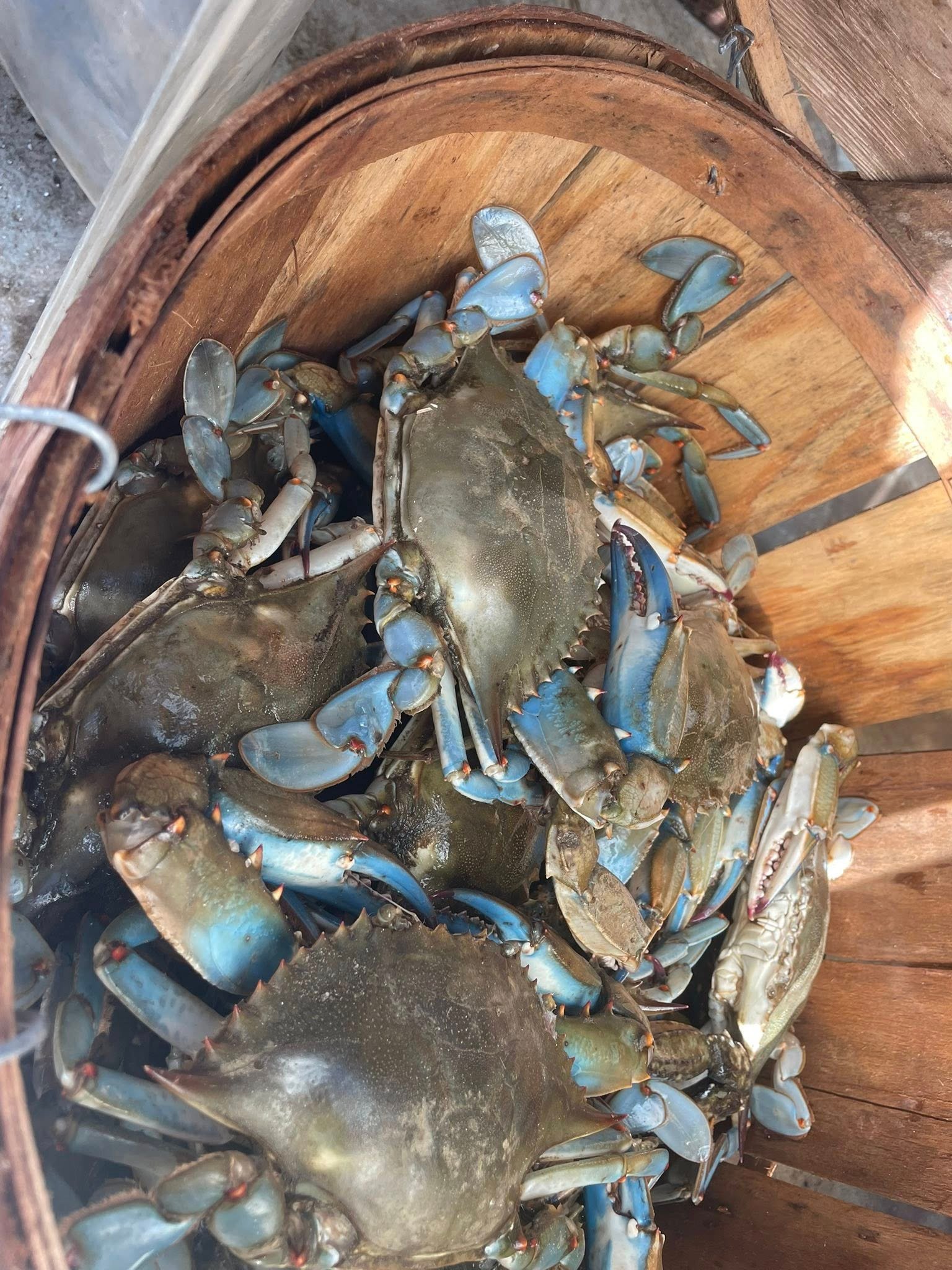 Jumbo Jimmie crabs buy near Gambrills Crofton Odenton