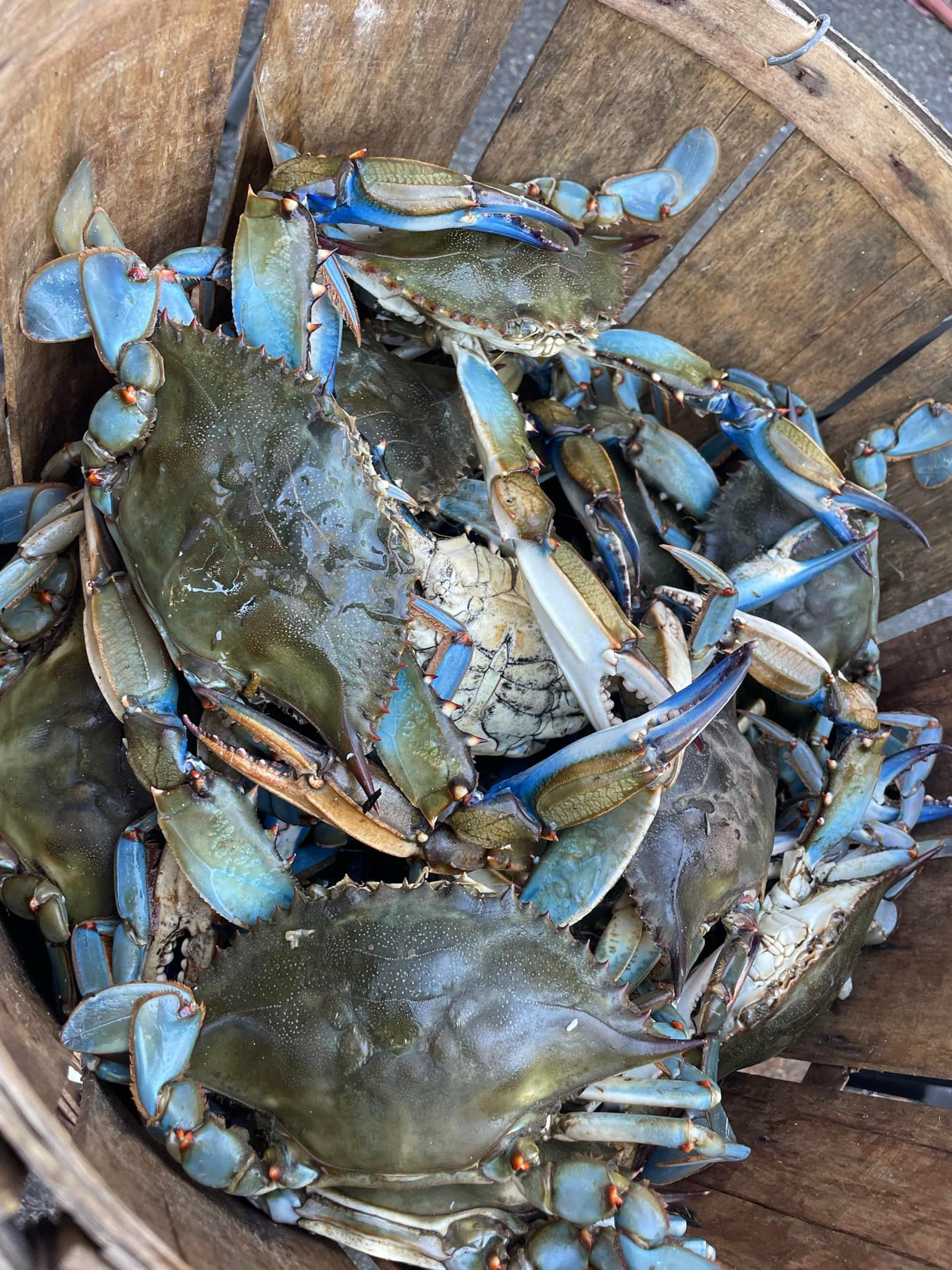 Maryland Crabs