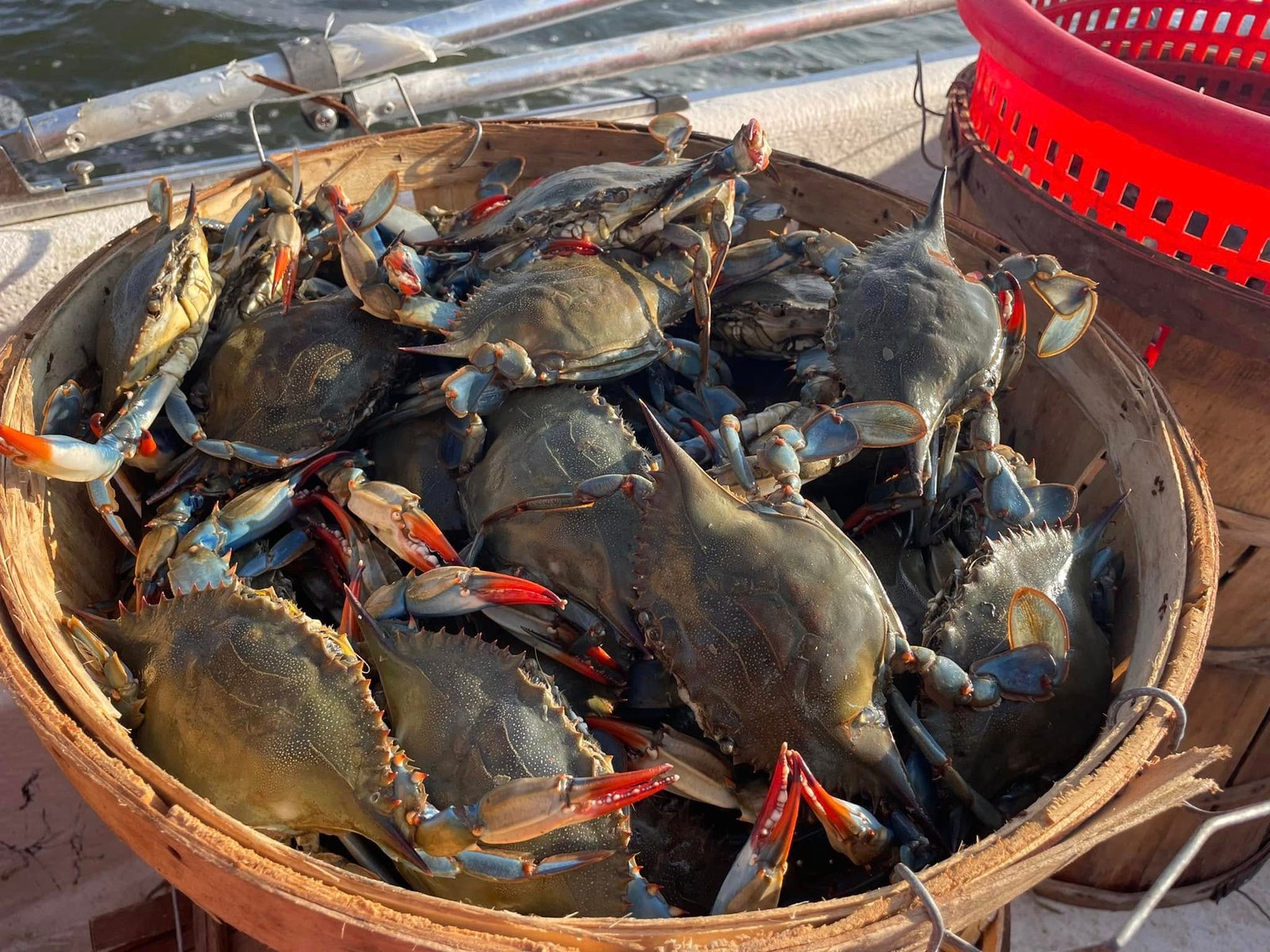 Maryland Crabs