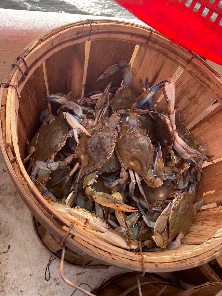 Maryland Crabs