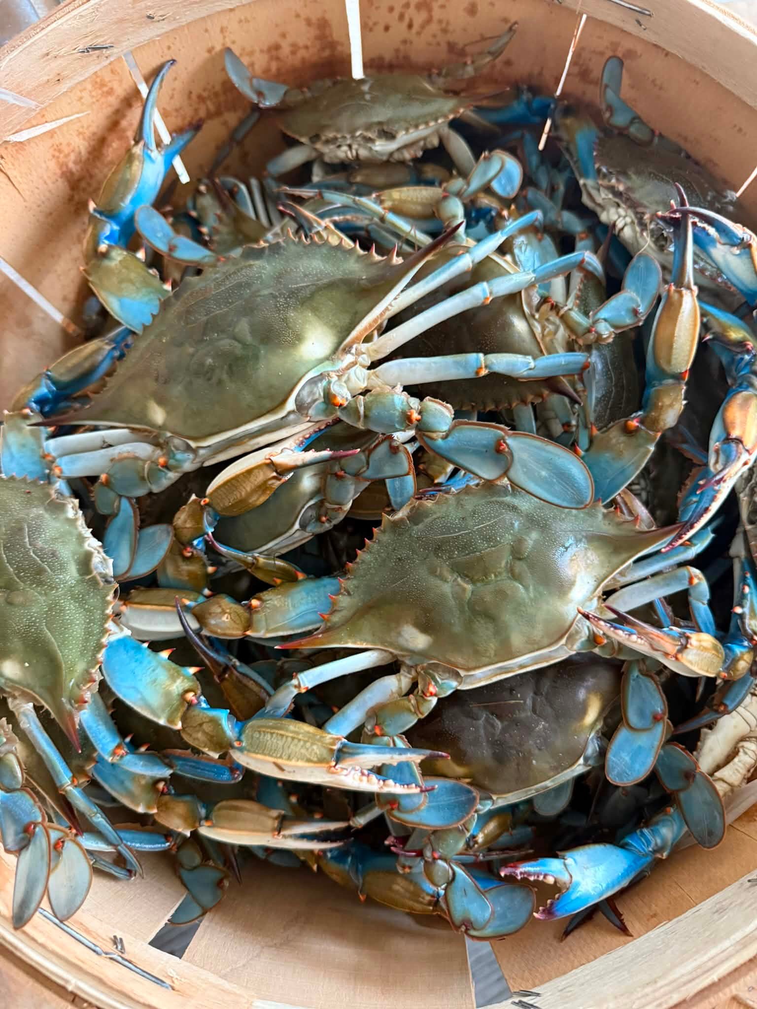 Maryland Crabs