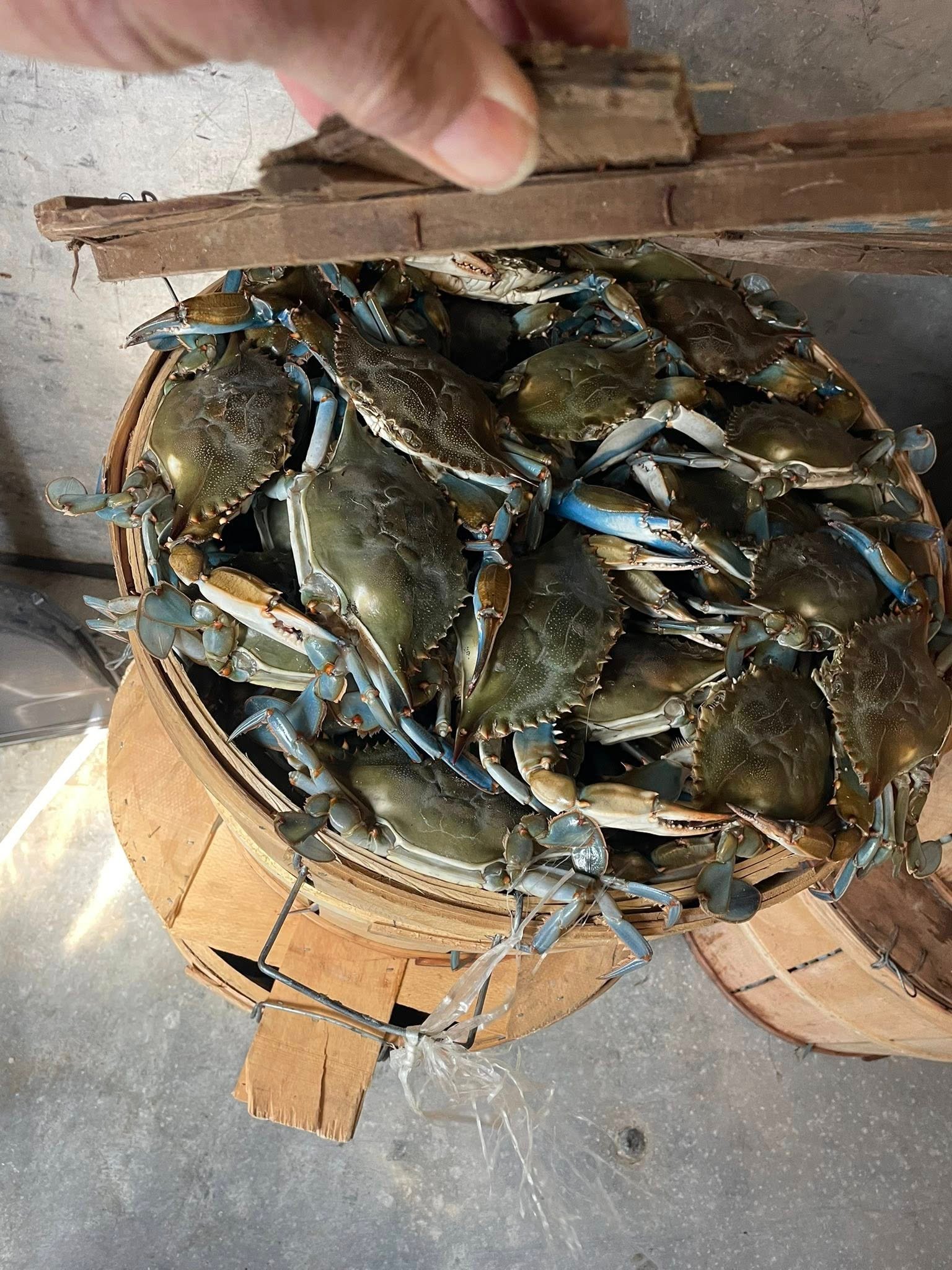 Maryland Crabs