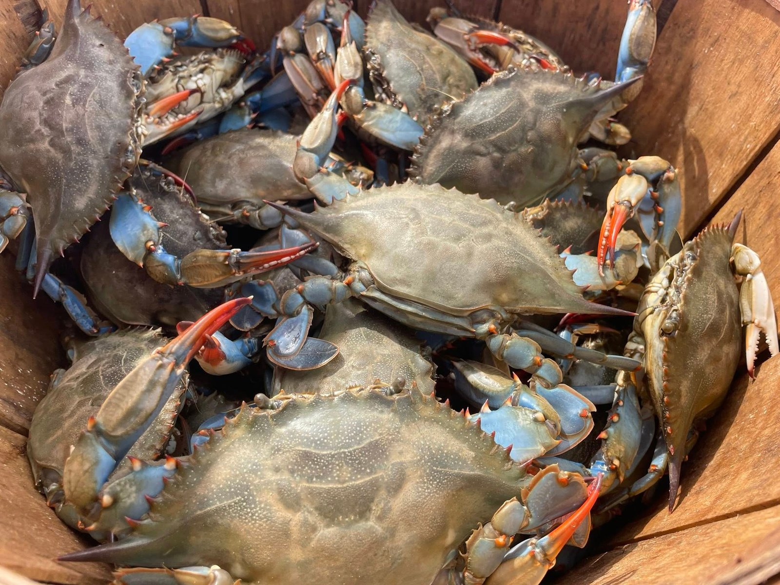 Maryland Crabs