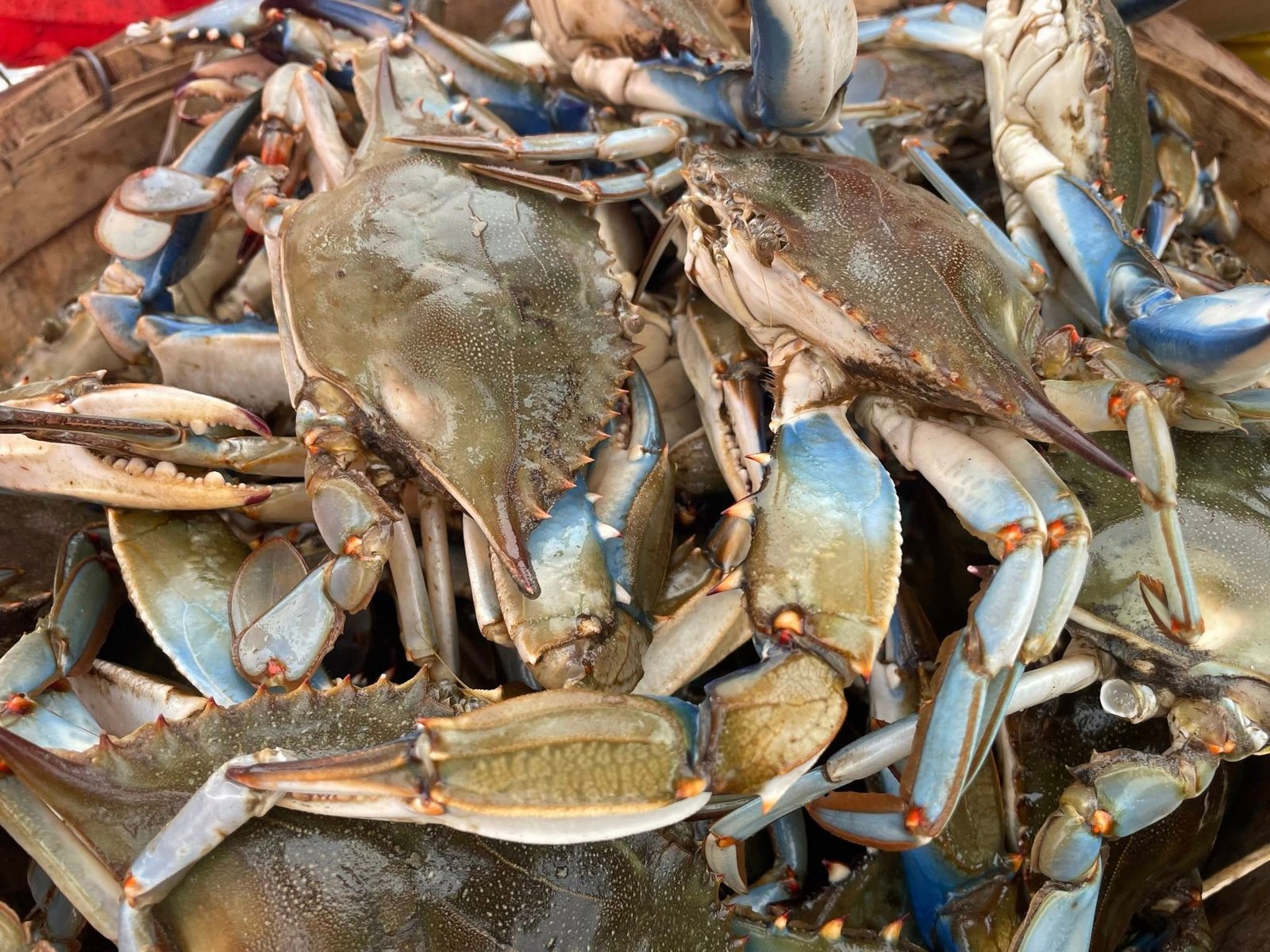 Maryland Crabs