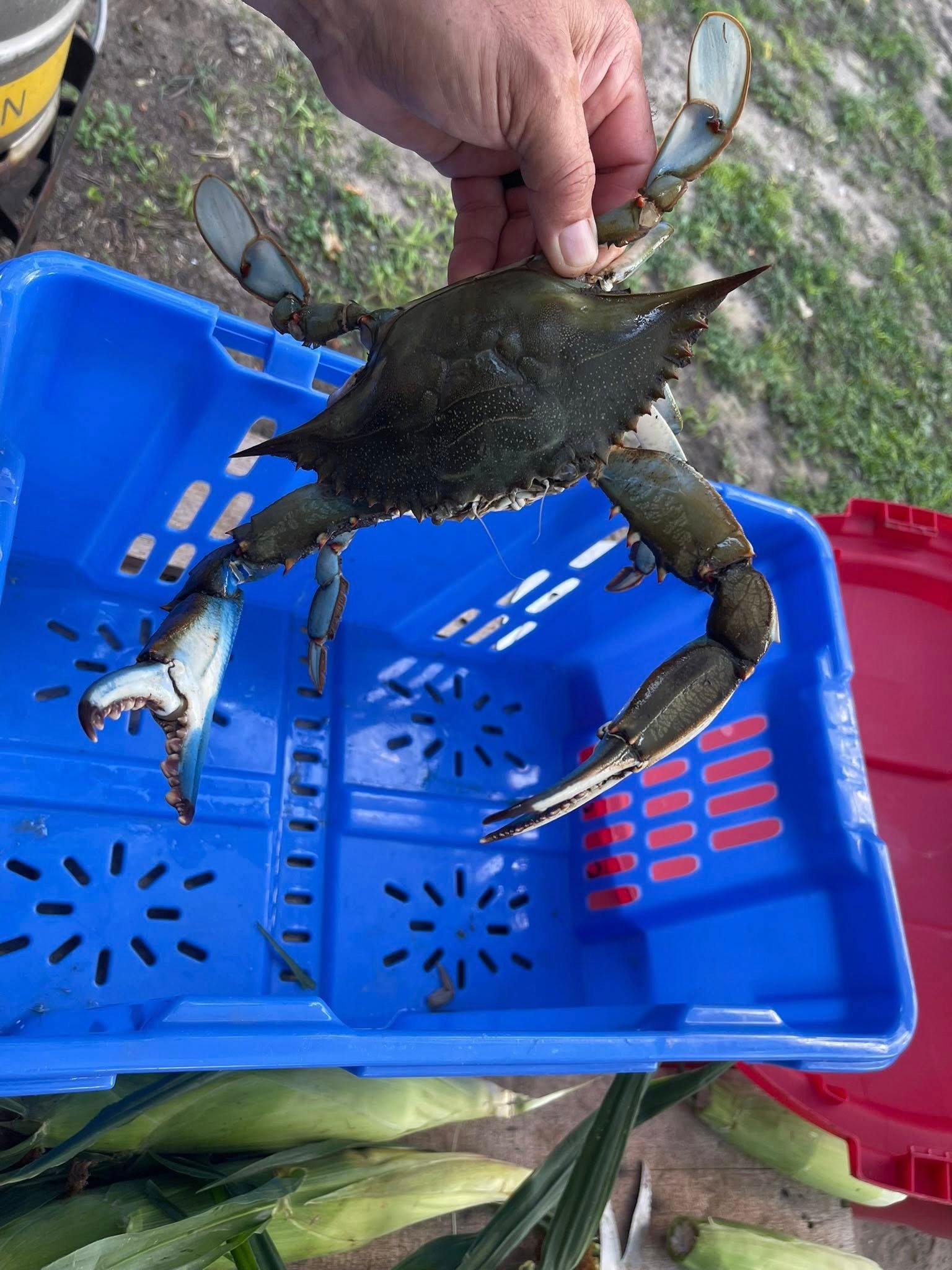 Maryland Crabs