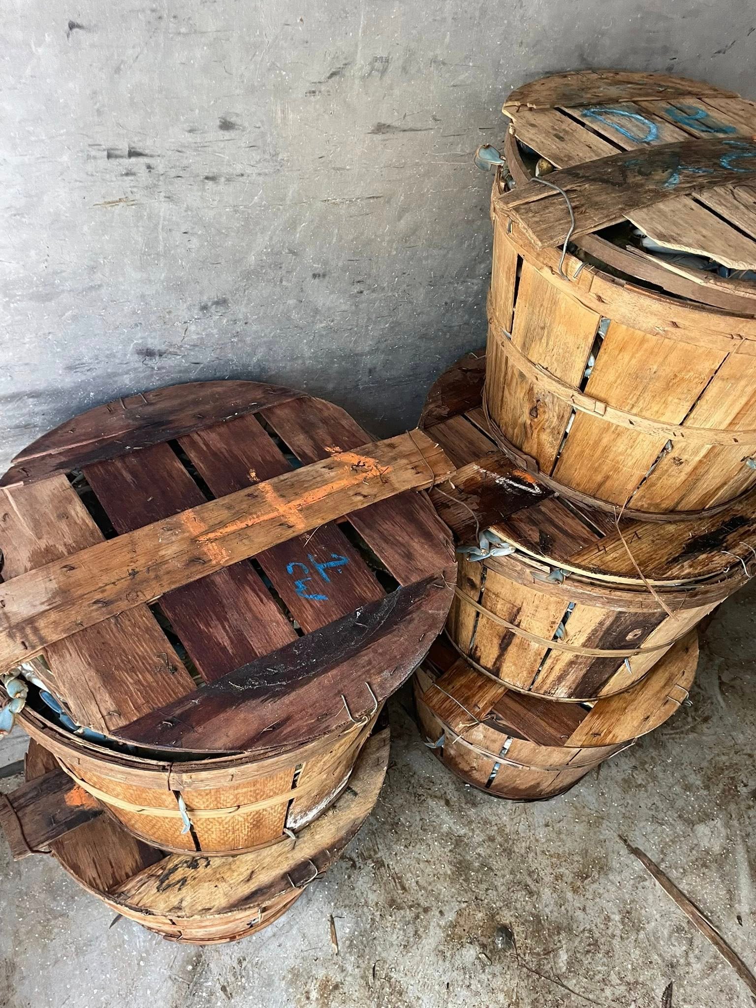 Bushels of hot steamed Maryland blue crabs