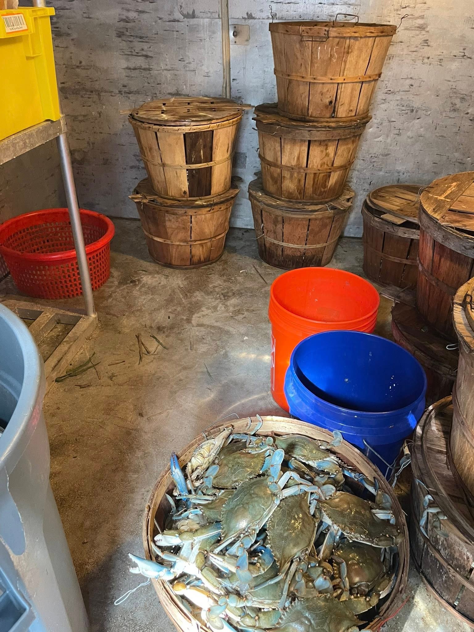 Maryland Crabs