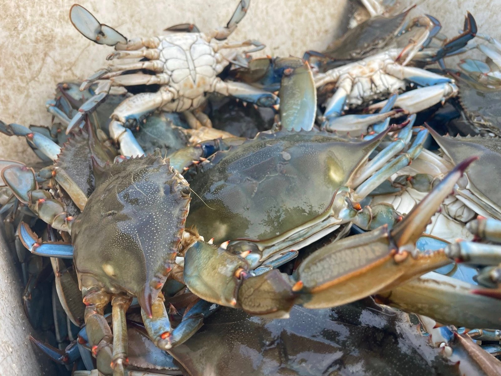 Steamed bushel crabs near Gambrills zip code 21054