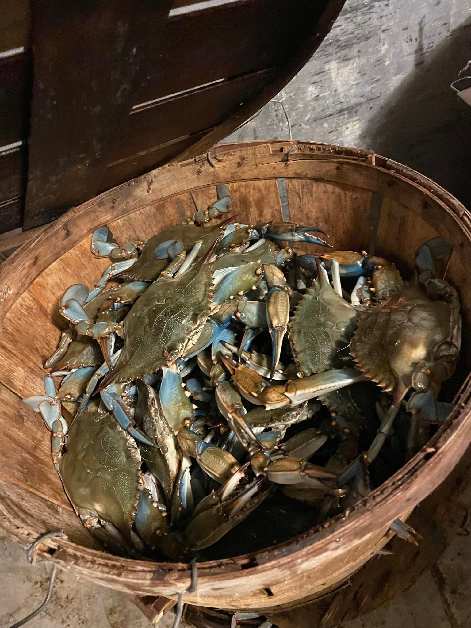 Hot steamed crabs Gambrills MD Arnold