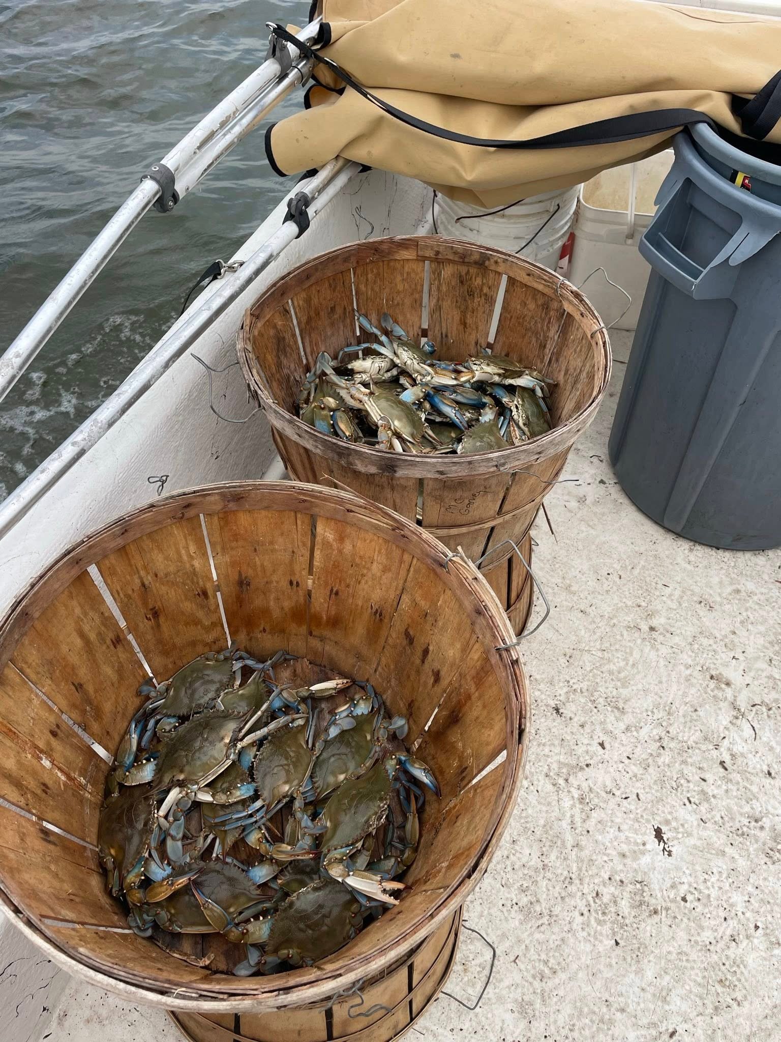 Maryland Crabs