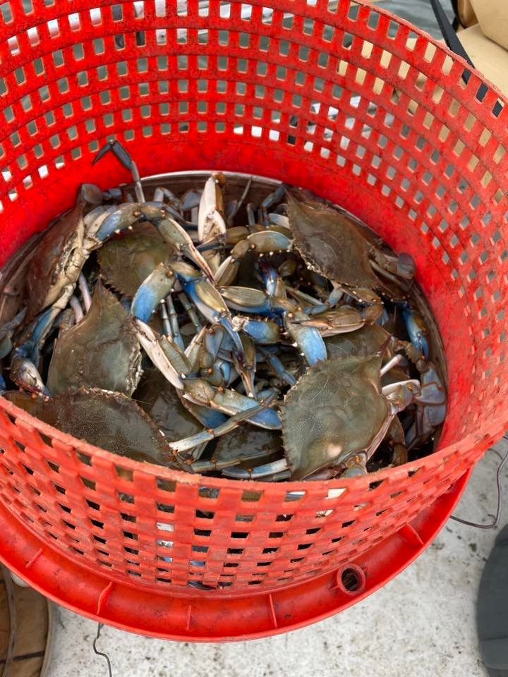 Huge bushel of Maryland blue crabs for Millersville MD crab feast &mdash; Cooper's Crabs Arnold