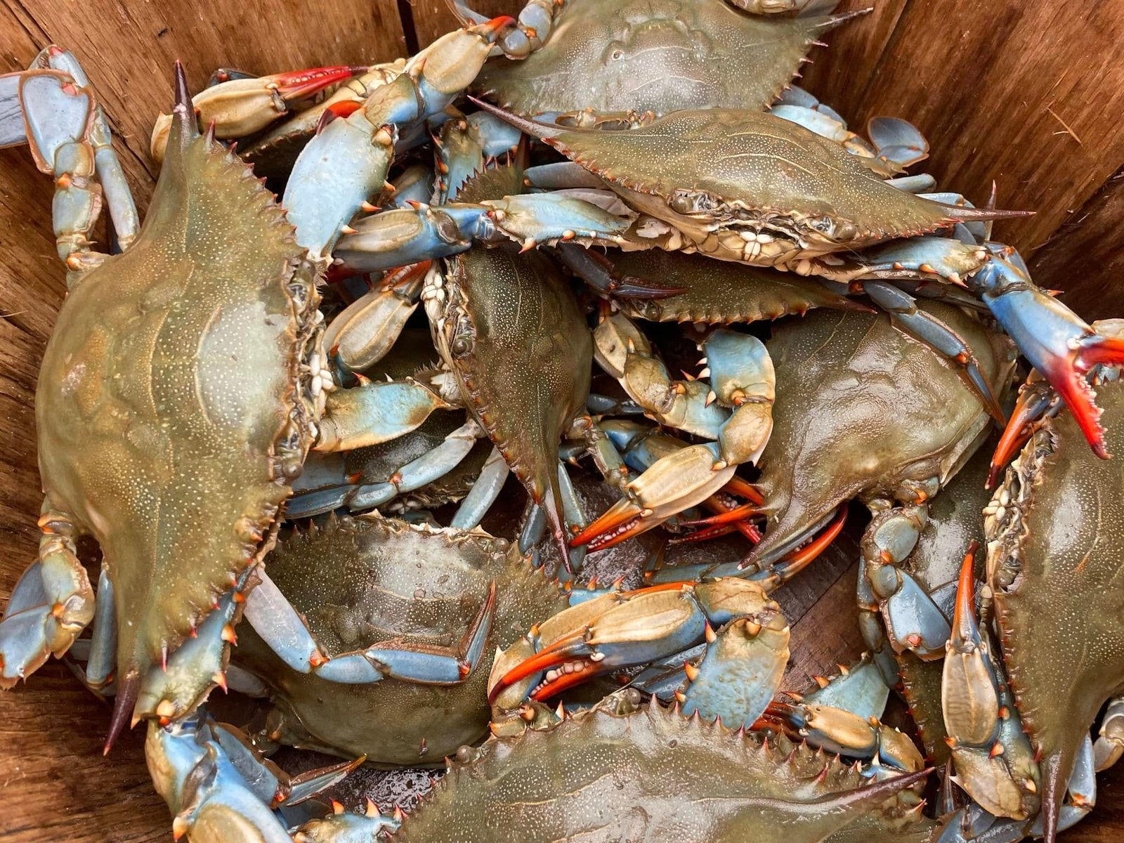 Maryland Crabs