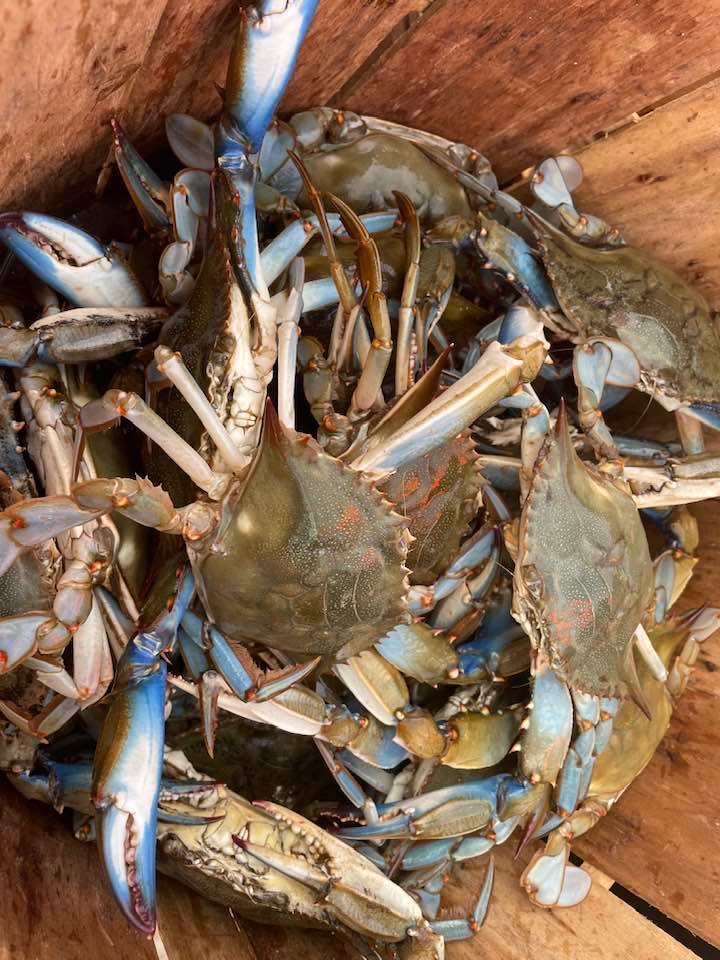 Maryland Crabs
