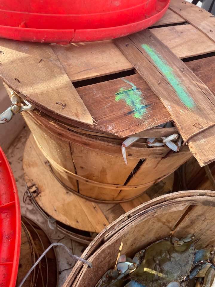 Maryland Crabs