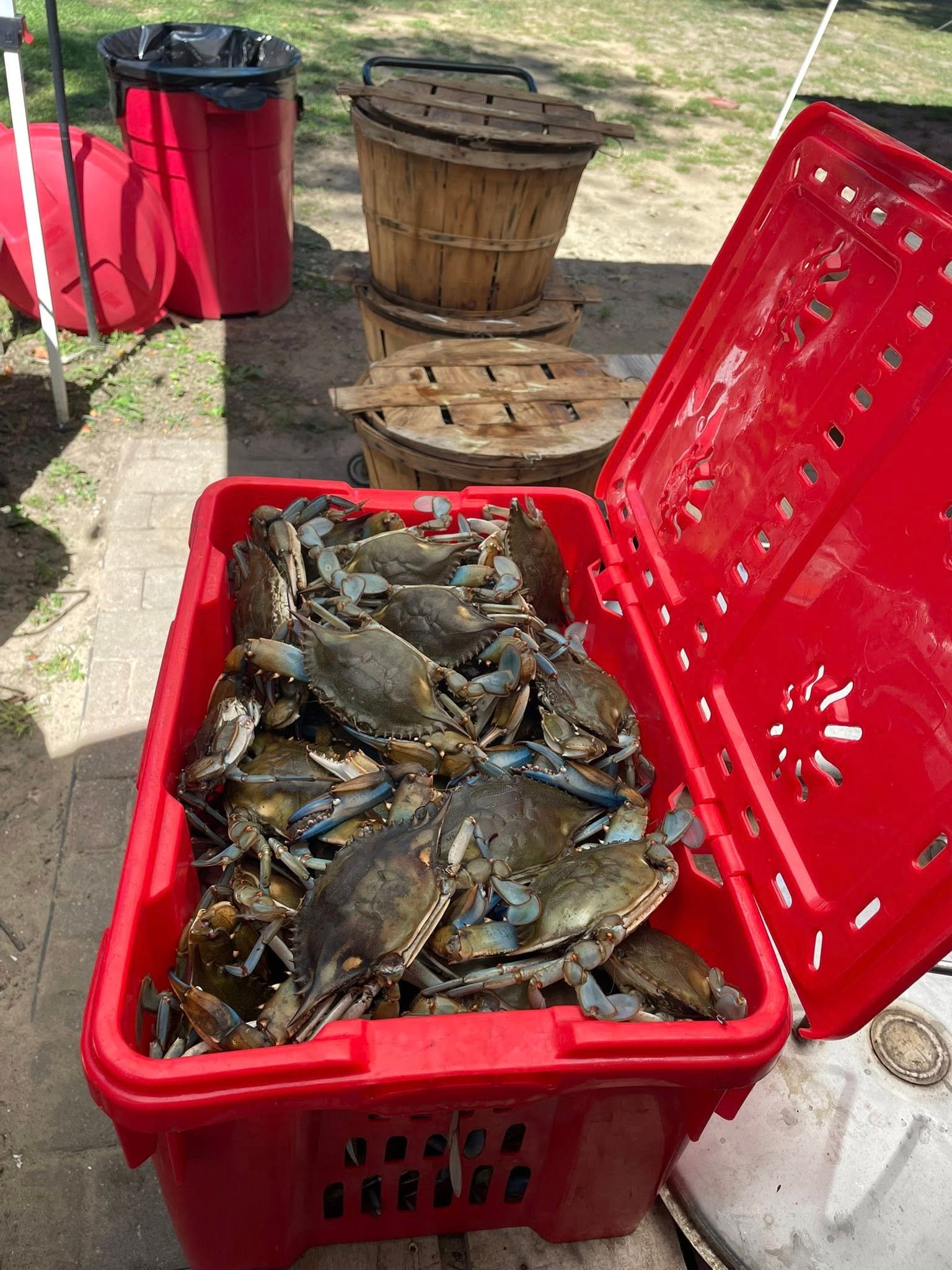 Maryland Crabs