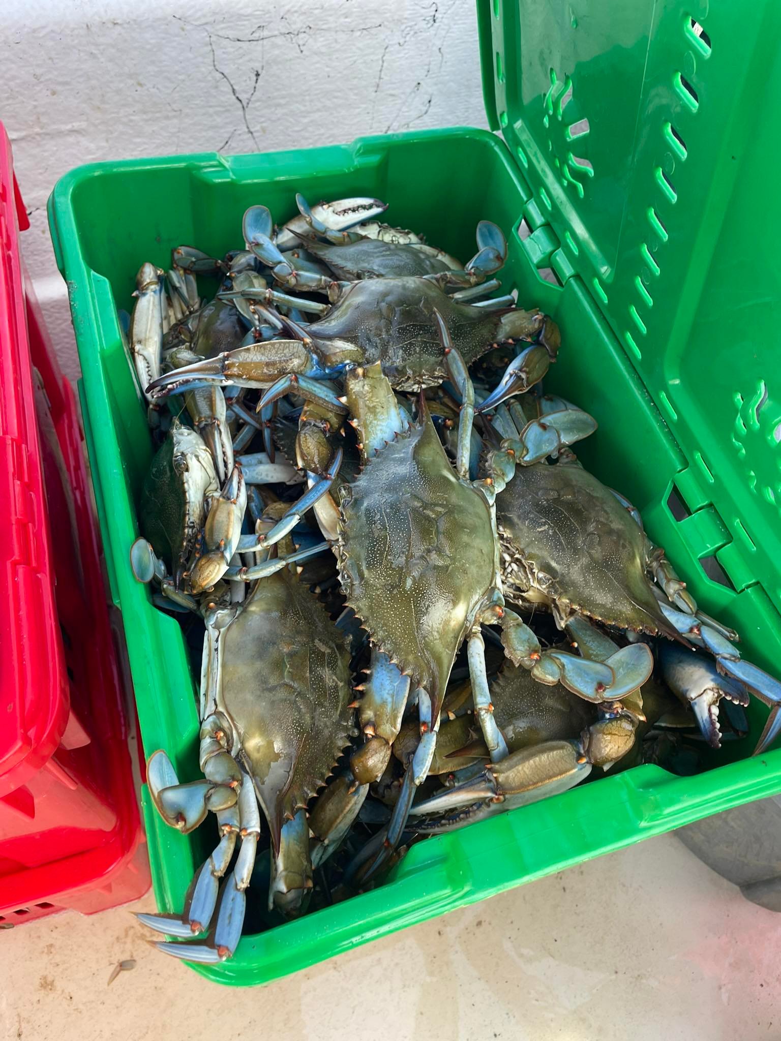 Huge bushel of Maryland blue crabs for Gambrills MD crab feast &mdash; Cooper's Crabs Arnold