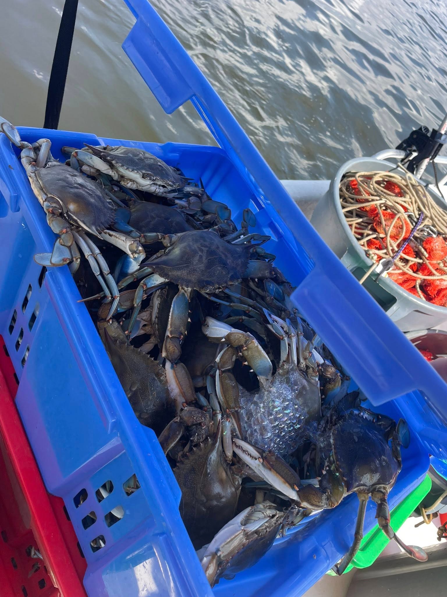 Monster Maryland blue crabs near Millersville 21108