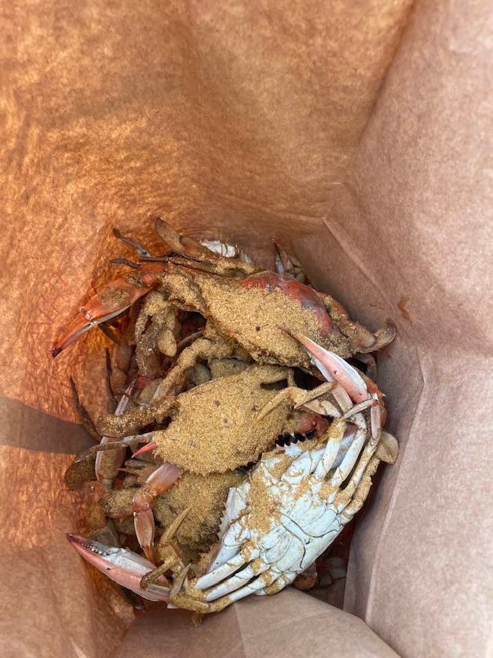 Maryland Crabs