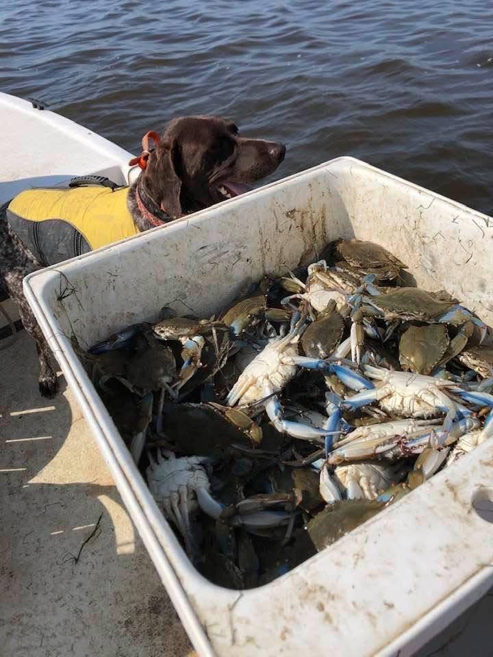 Maryland Crabs