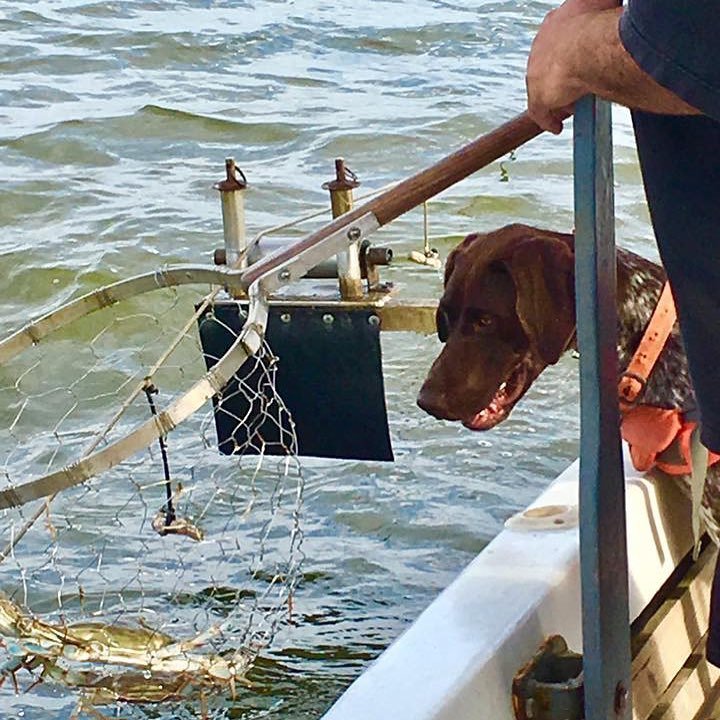 Chesapeake crabbing boat Severn River Millersville area