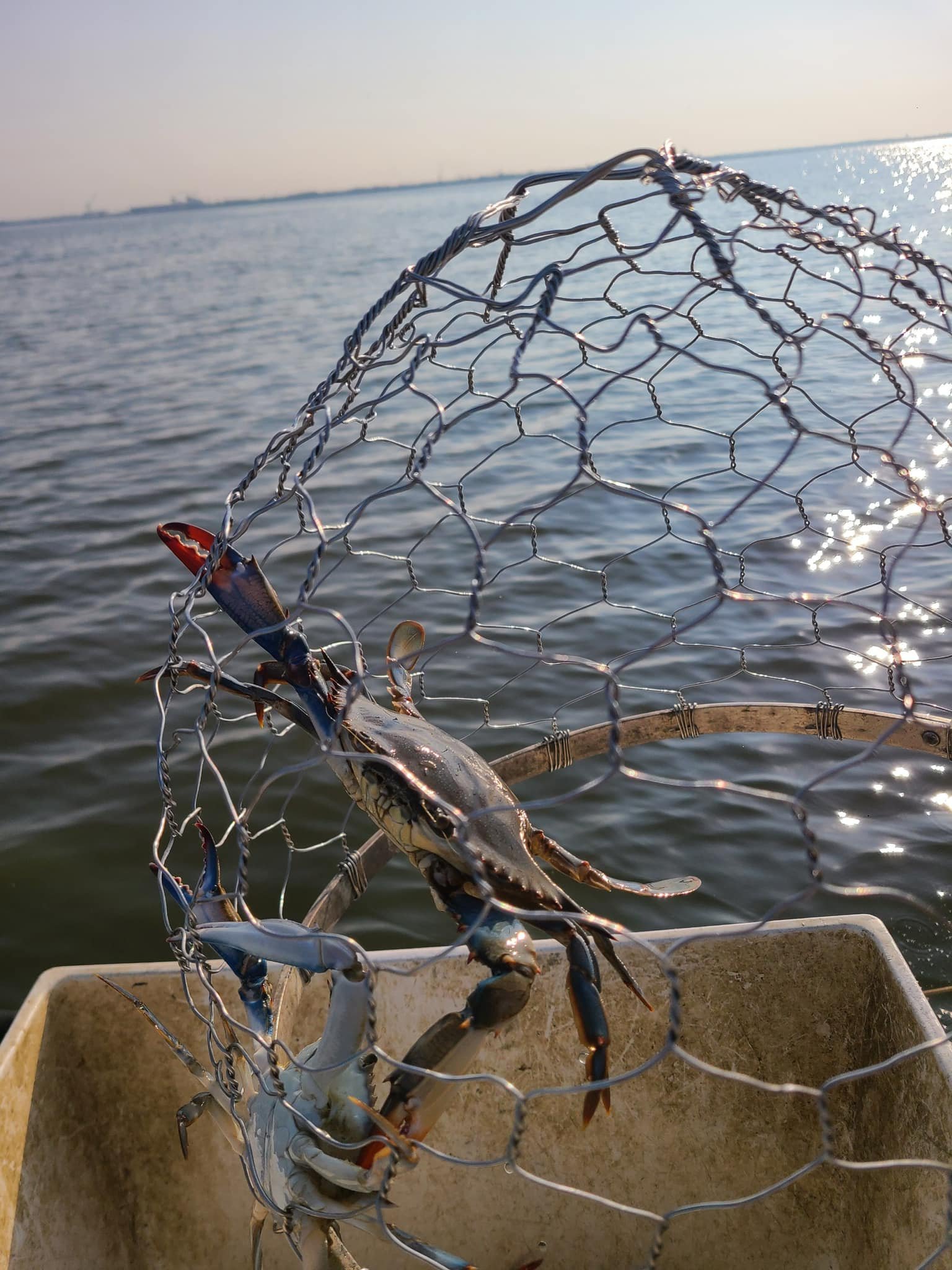 Maryland Crabs