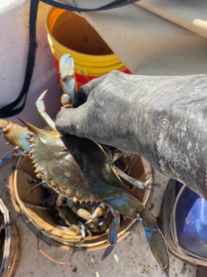 Maryland Crabs