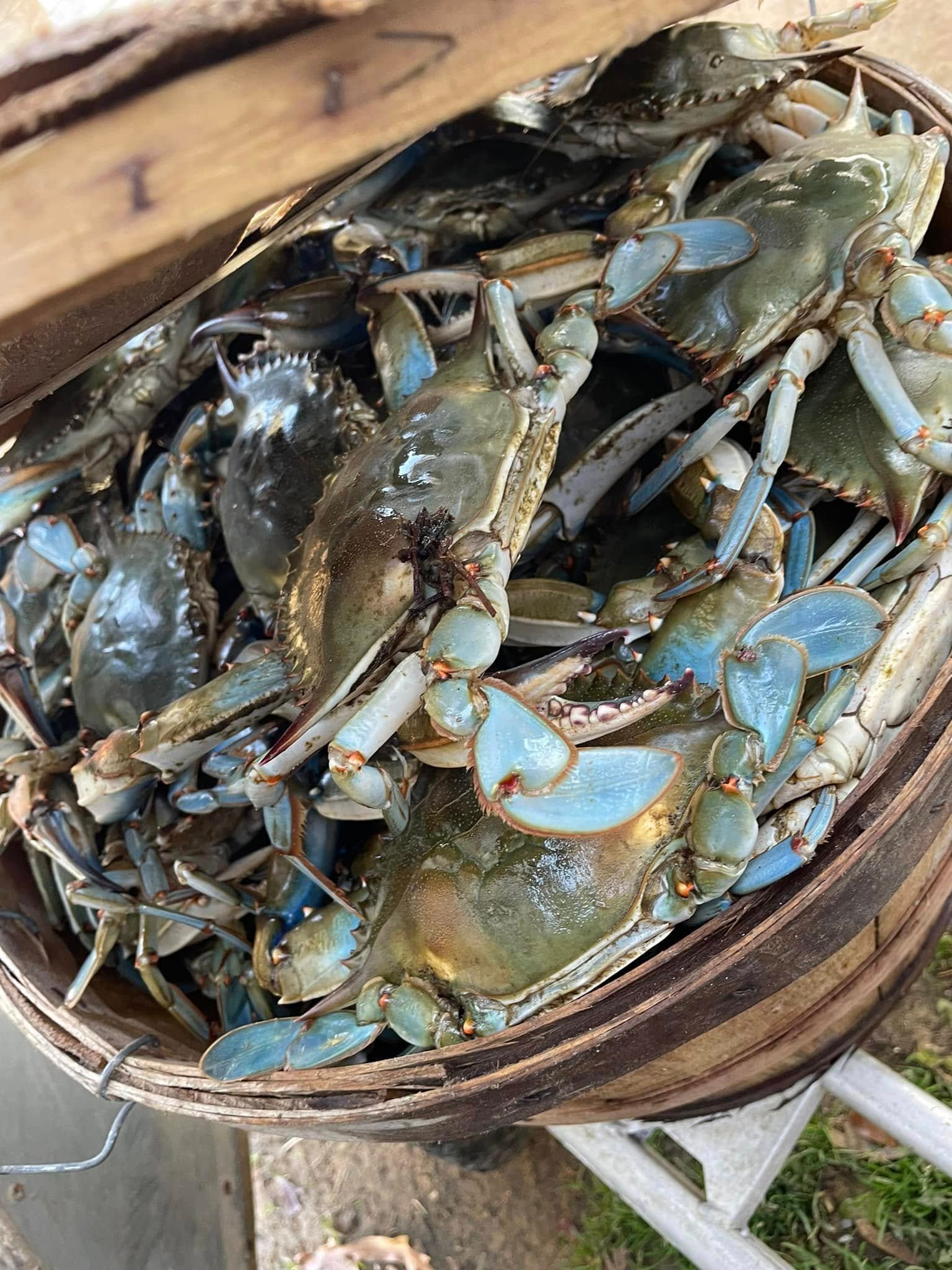 Maryland Crabs