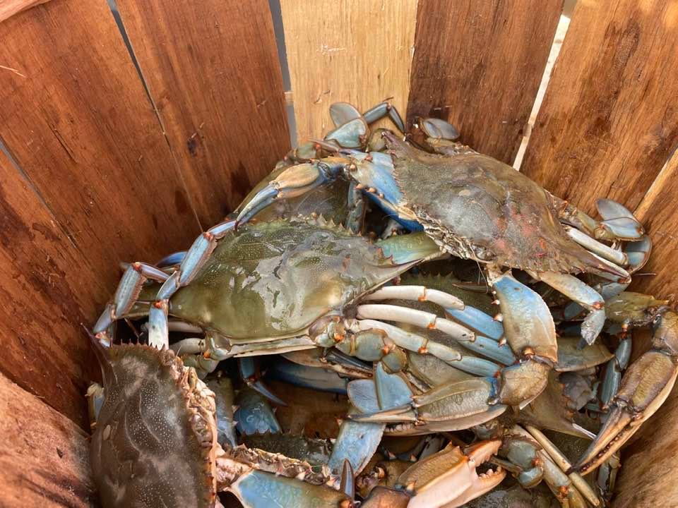 Maryland Crabs