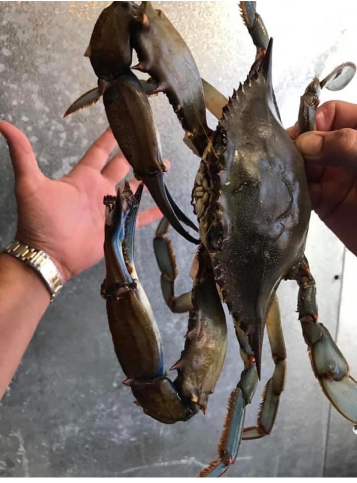 Maryland Crabs